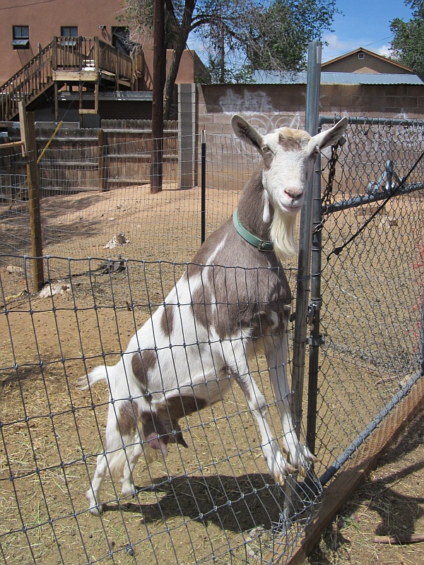 Garden & Coop Tour 2013 - Friendly Goat
