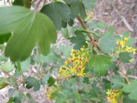 Golden Currant, blooming