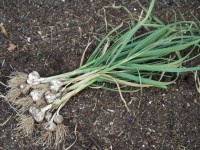 Freshly Harvested Bosque Early Garlic