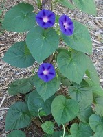 Morning Glory in Bloom