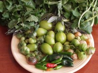 Green Tomatoes, Chiles, Tomatillos, Sage & Arugula