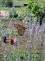 Monarch Butterflies at the Museum Hill Botanical Garden